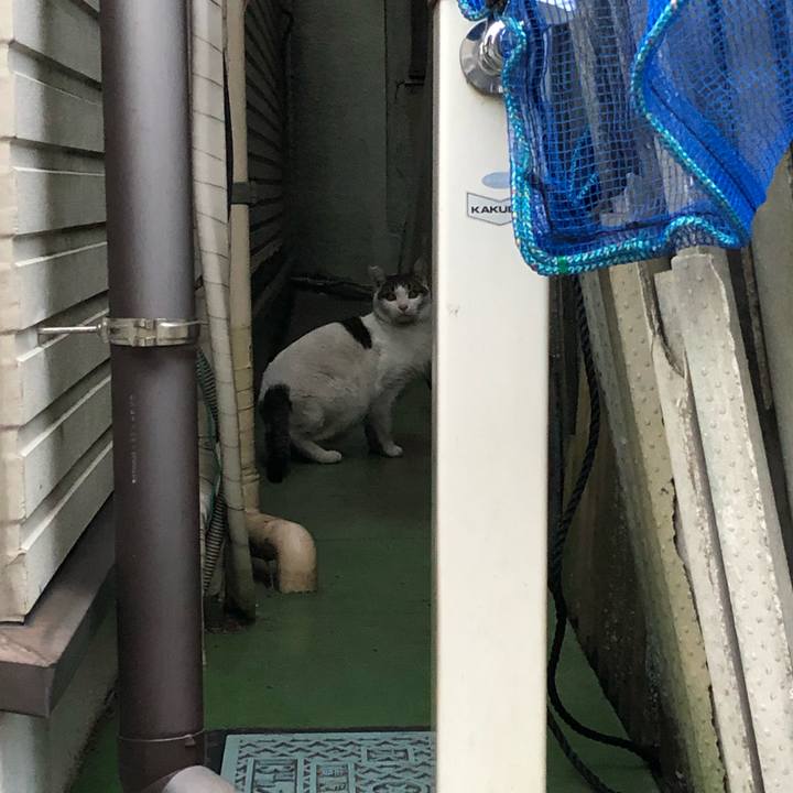 5bf5f74d e896 43ee a2e3 223a3c139629 1544461313577