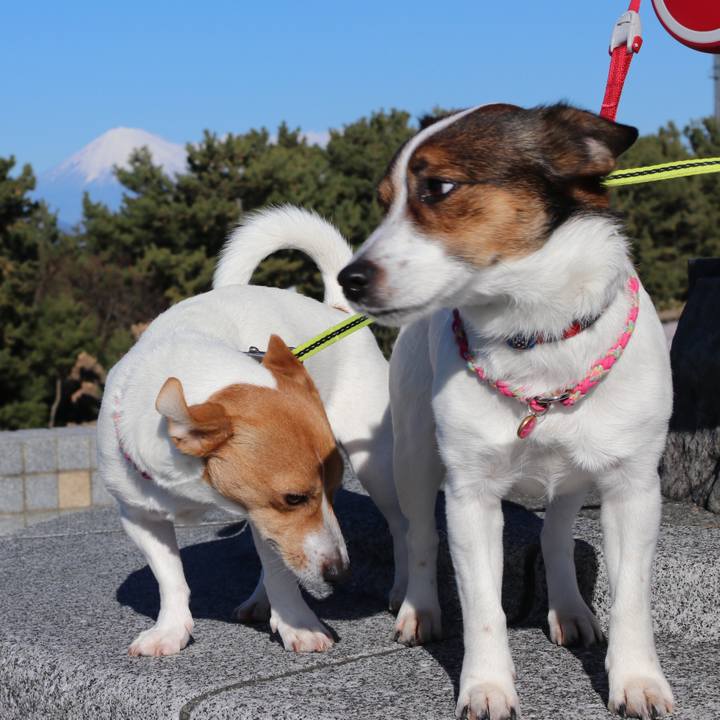 5bfe15ca 57c0 4230 a568 747822bee79b 1515827855708