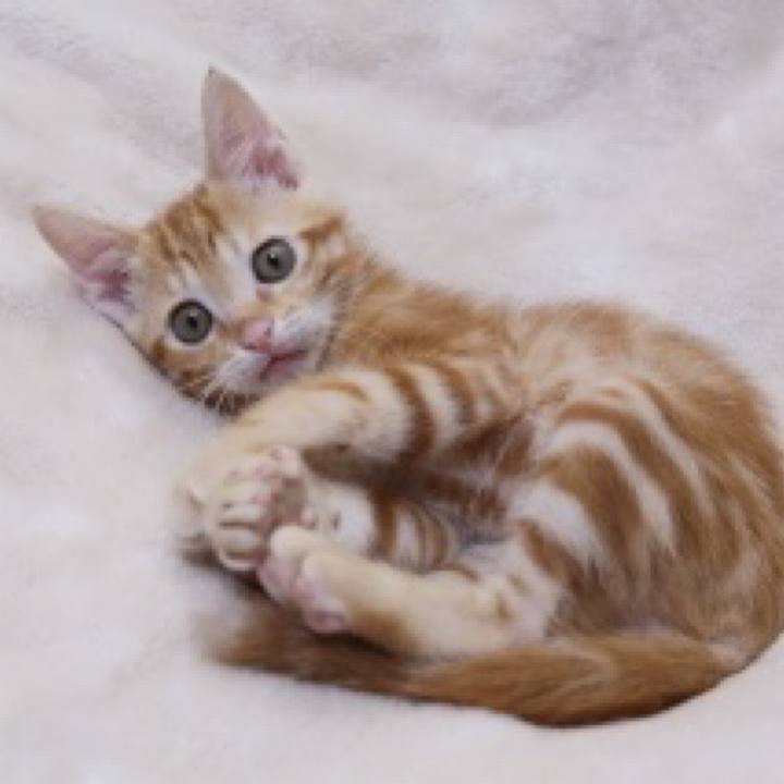 5c06c07f 2efa 4c89 a810 a8d939a5d4b1 1590825978719