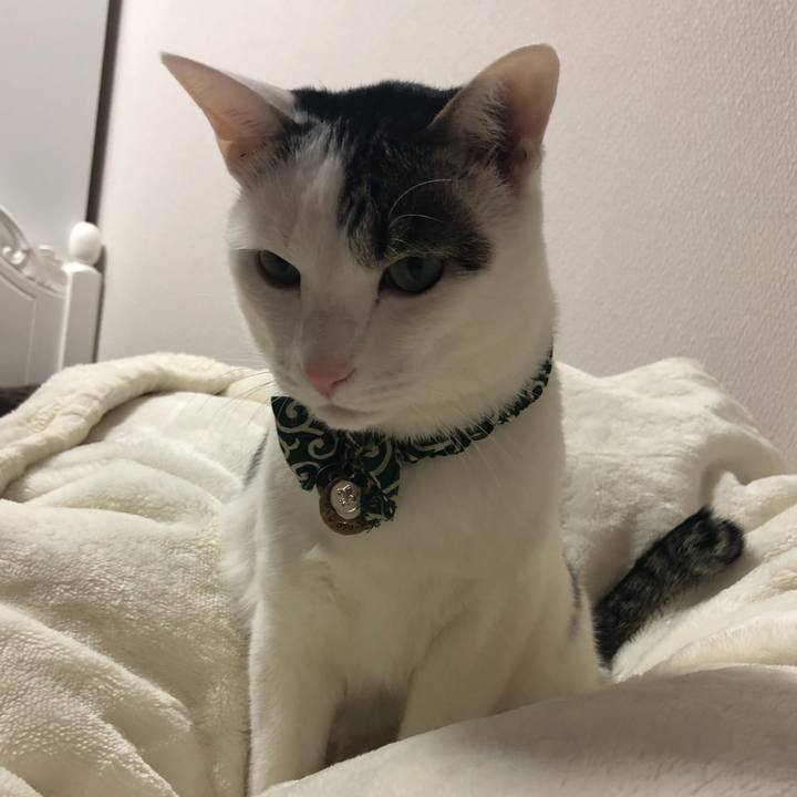 5c0806f9 cdad 45ac a89f 053e4098c99c 1543459147453