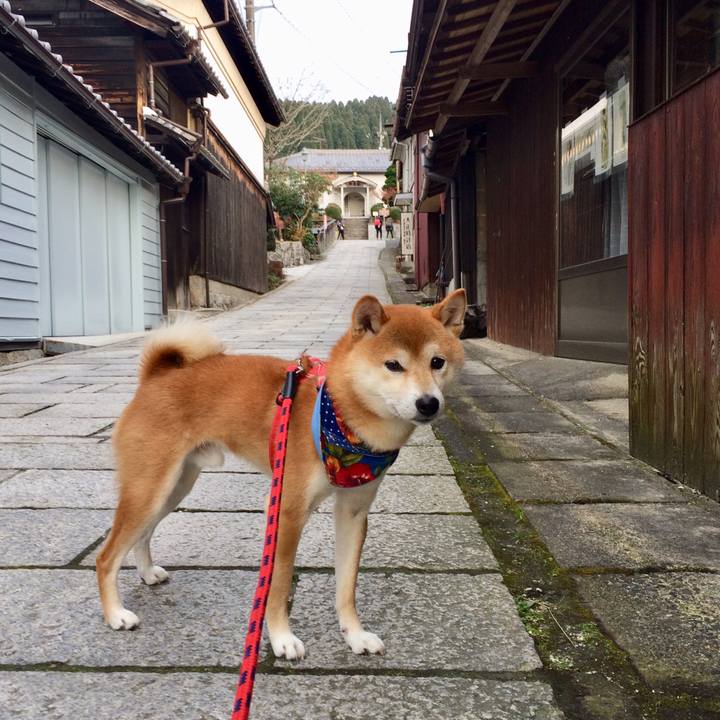 5c080b2d e101 41e5 926f 2d4de4c67339 1513159507282