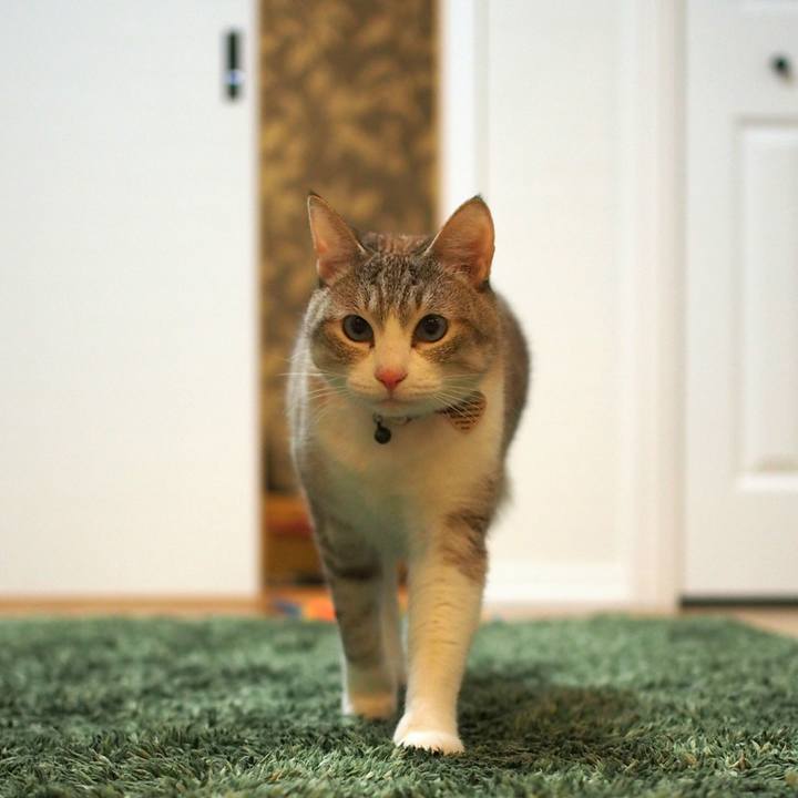 5c0843ac 7b15 486e a68c 2051deda1124 1588170921076