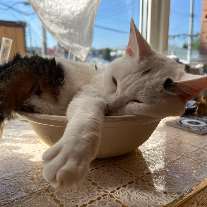 5c09a72d 3d4a 4545 96bc 2e631bad726e 1652653426475