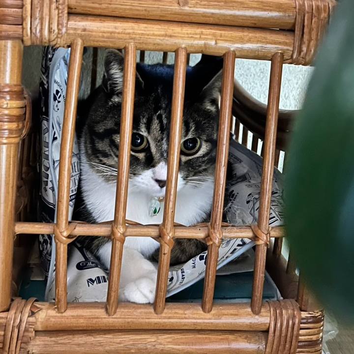 5c0c8a51 1593 4002 8923 69736f060fa8 1774308152274