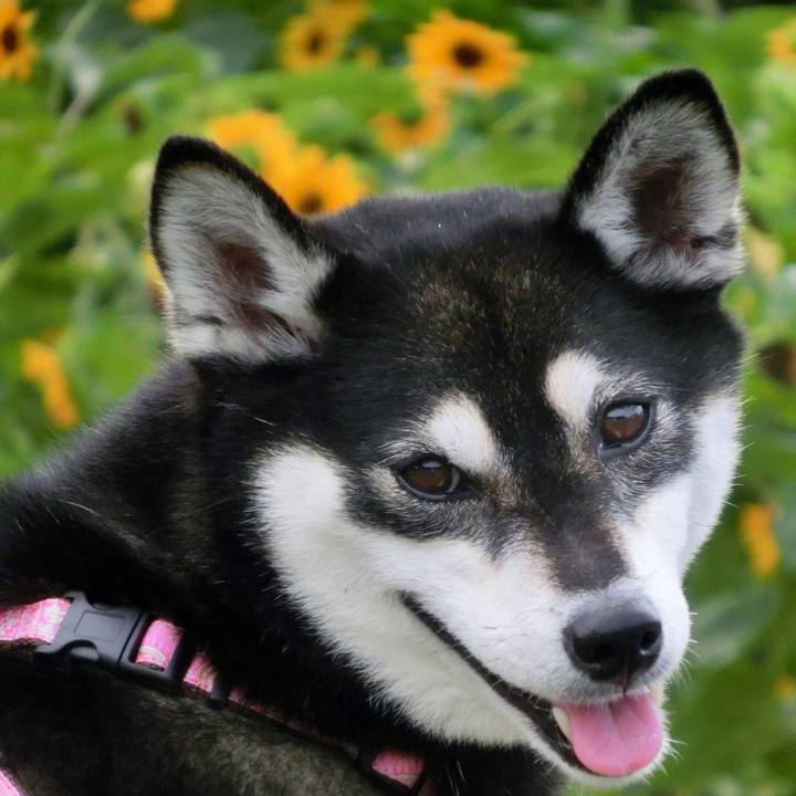 5c0cb833 4a4b 4d25 81a2 c1d702fc3d53 1532393257583