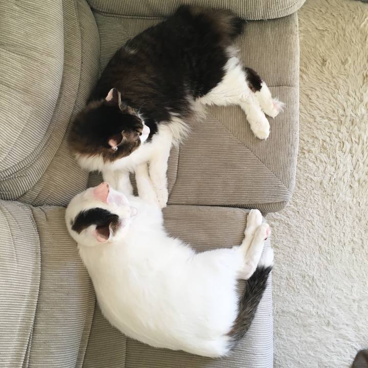 5c0f2c0e 742a 4d62 aa46 613102ab5107 1546657790497