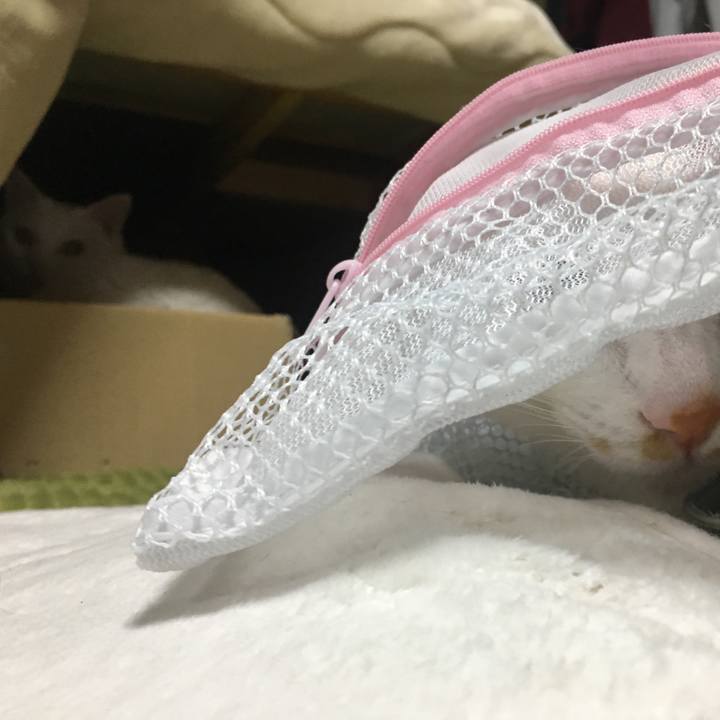 5c10d731 df8e 489d bc8f a425f1051f36 1542294084474