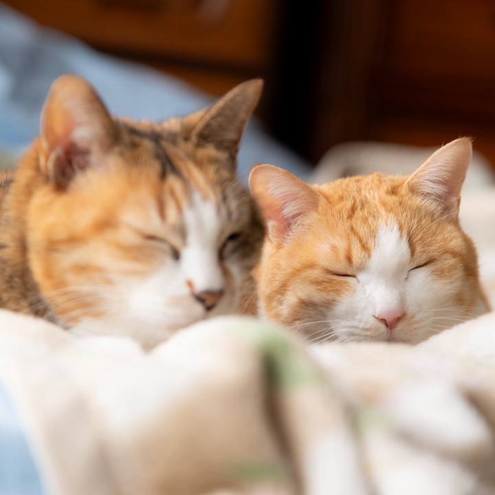 5c11ed06 4405 412e 82b2 d7ff8d164705 1711634700917