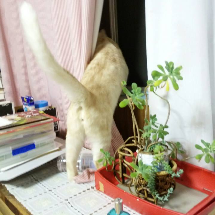 5c166a21 a5fe 433d be7e be026afbee2f 1507728483292