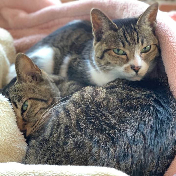 5c16aeb6 4718 4118 ad71 6ad17408b549 1585618980925