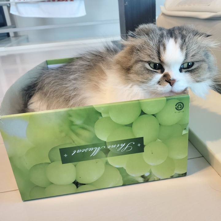 5c183cd4 aafc 4c1e 884d e2f65532d94d 1771285959364