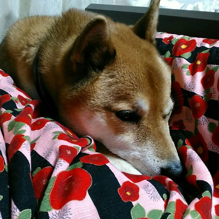 5c193bf9 8374 45d7 a8ad d16b3bc75699 1553338949243