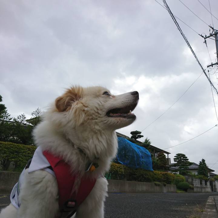 5c1adc2b 4e7e 4d35 8d40 0ad16a0e8456 1535059155714