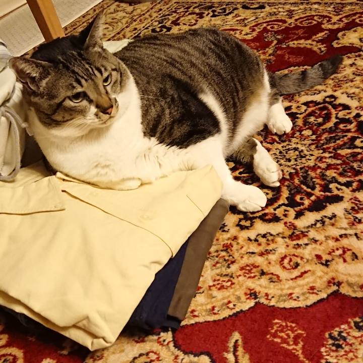 5c1c1257 6185 4d22 ab5d 99974005c3d7 1542373502086