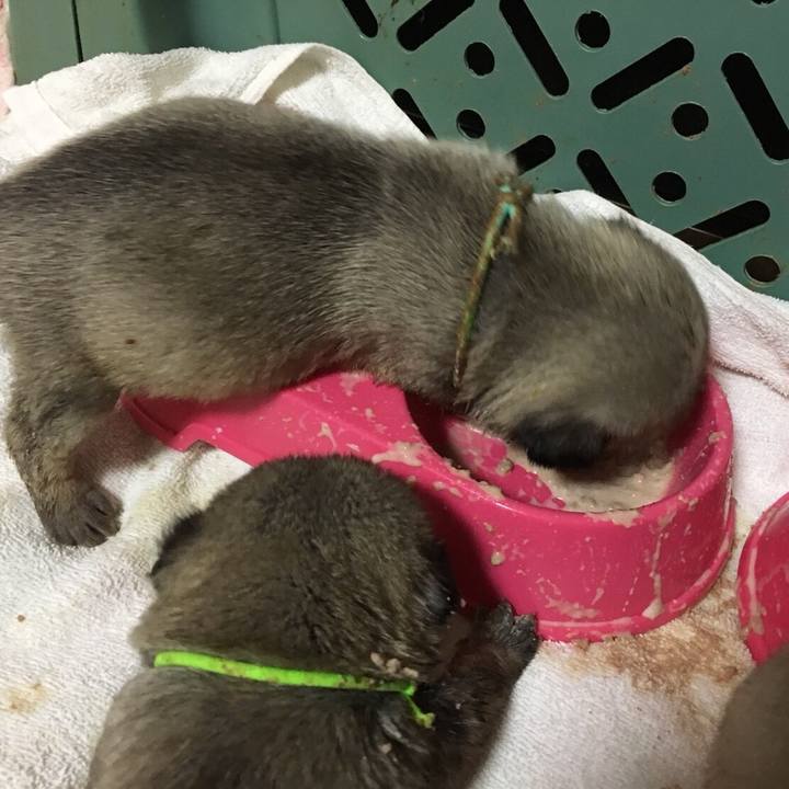 5c1df35d cb22 4ec9 aa3f de06062b979e 1534507981215