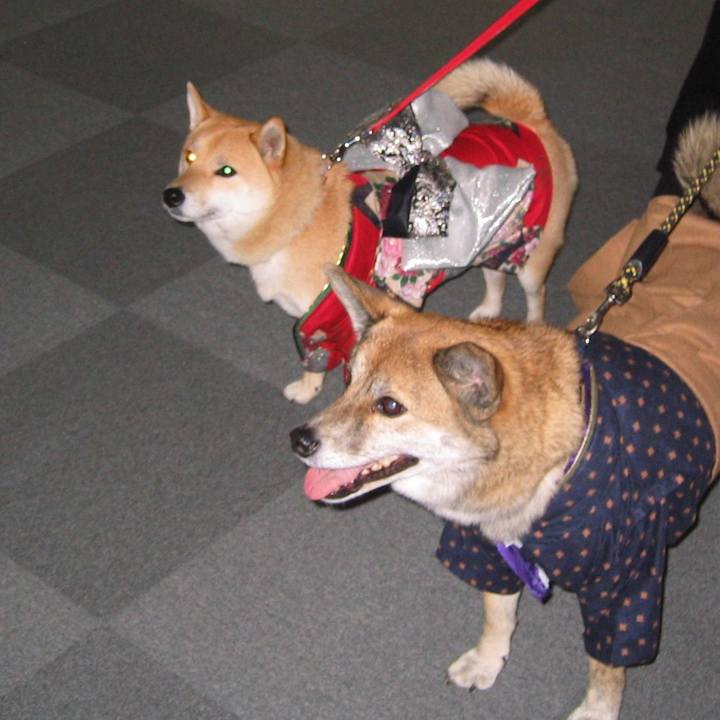 5c1e1cab 4b2c 4876 893b c92ab06d0962 1604418807252