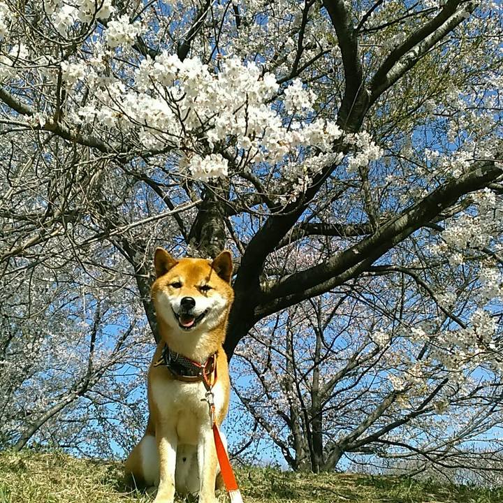 5c1e9718 dca9 4005 9961 b42921231129 1554451268888