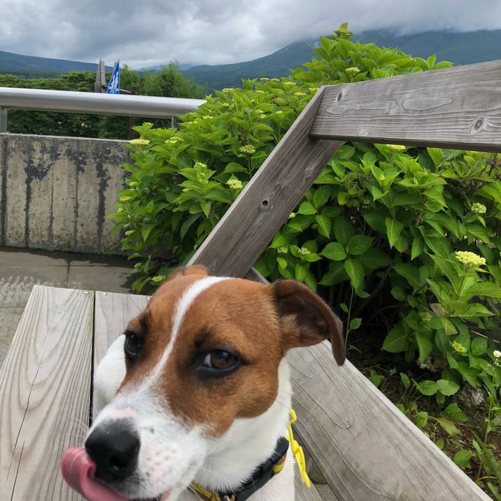 5c217f2a efc3 4865 a349 42f001f0dea8 1530063979981