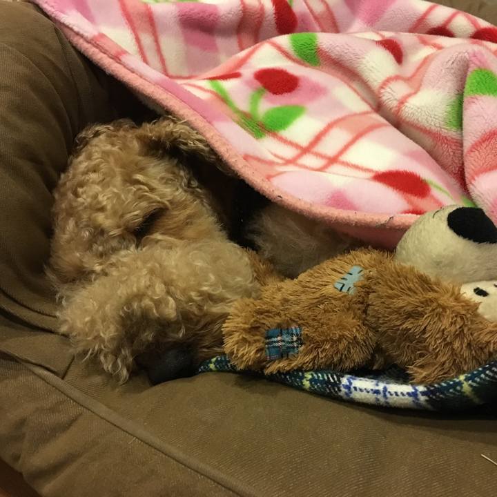 5c218f15 81cc 483a a6ed c1afac6480d1 1551530414611