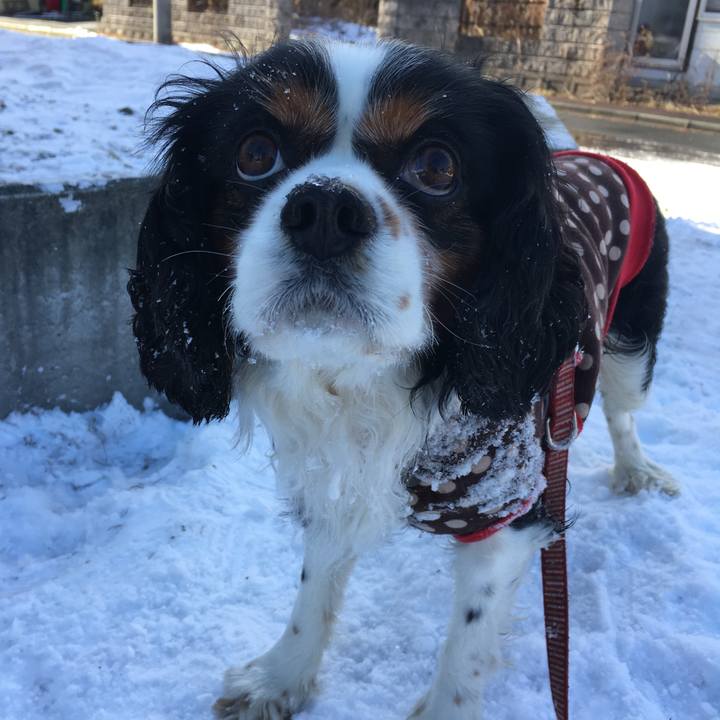 5c219c44 4439 4534 b33f 36e8b8c1deb6 1512178744740