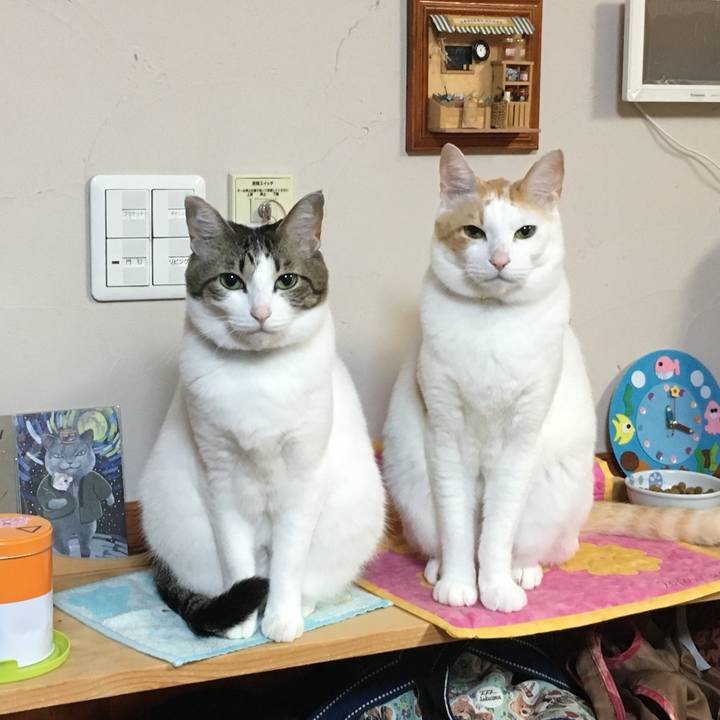 5c239ee4 3b4a 4b81 af88 1a8bf4cabf99 1521348398828