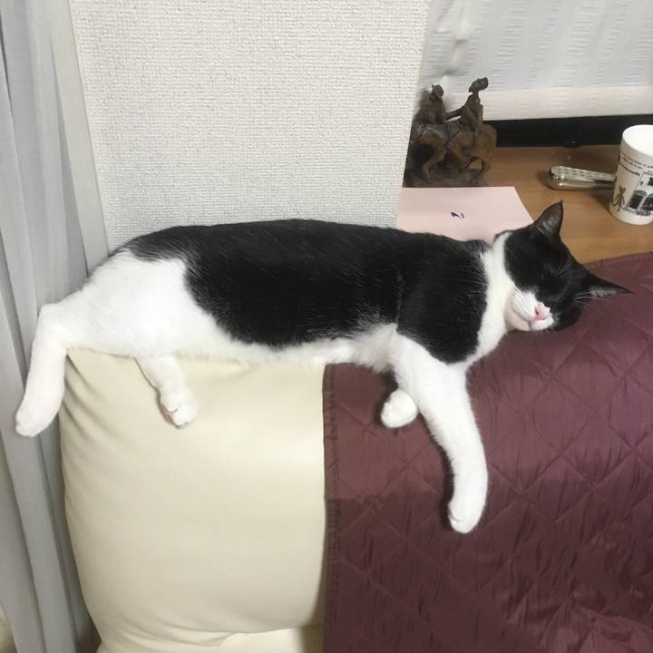 5c2a2565 848c 439a bcb3 077e0aef562e 1542878927756