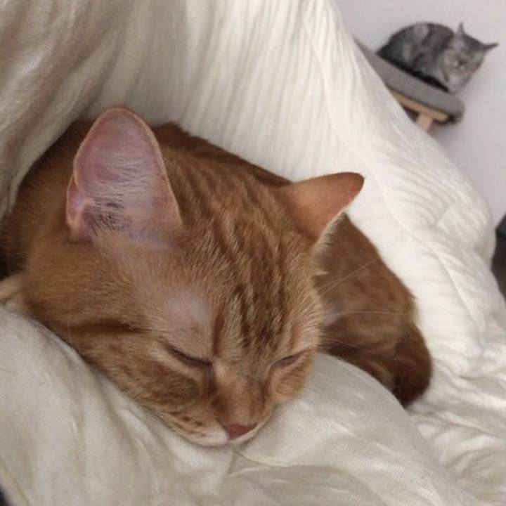 5c2bfa64 da2a 45ef a3f9 fe1d51c76062 1529194321089