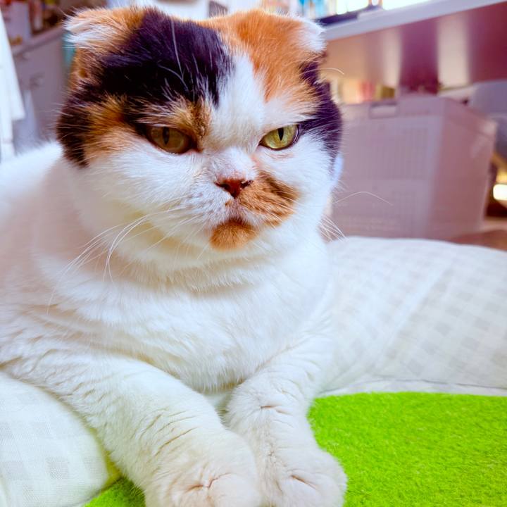 5c2f03ab cf5a 4efe 8551 430576dccfe9 1742781217696