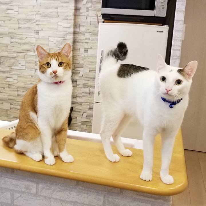 5c3016e5 a3be 4c2e 8618 bceda9be858f 1530812945076