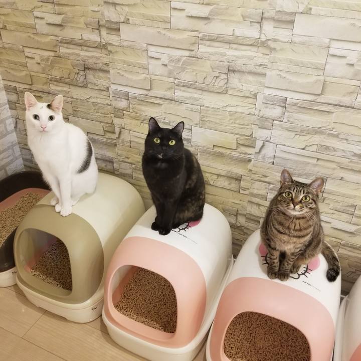 5c314e4b b674 4ca0 aafb 635c12048a02 1589020265946