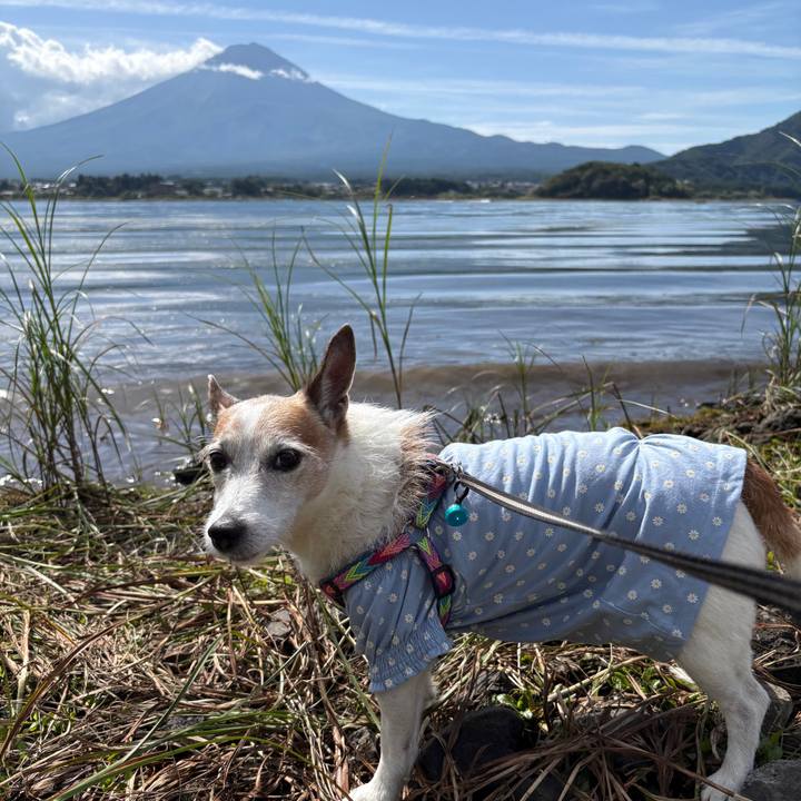 5c319962 3611 423a bace de8d3f43b256 1759447333898