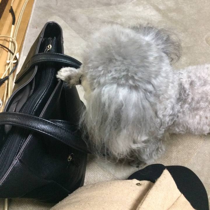 5c3951e6 960e 4e10 9f92 b2288c893e74 1516400150879