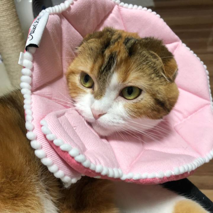 5c4192a9 09fa 4d90 a1a5 44b25ea48415 1553420743528