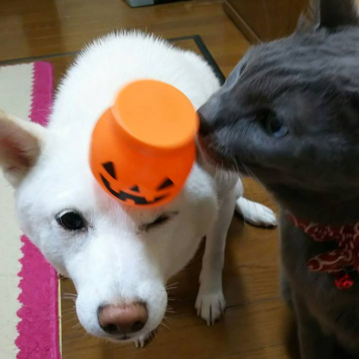 5c41c4a0 c9f4 4856 9fc8 1528cb3e8f57 1538915708238