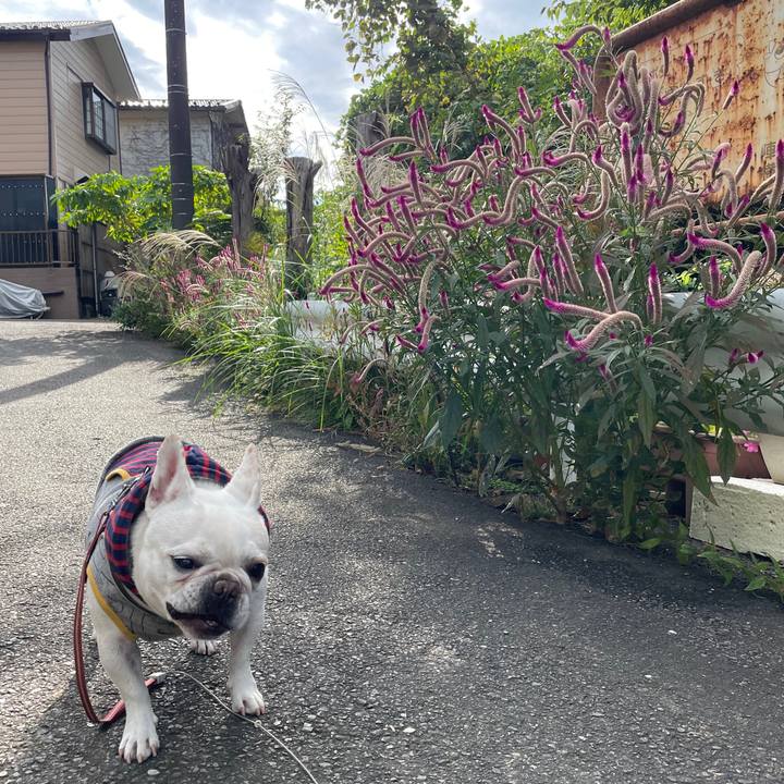 5c43d5d4 414e 4c43 88af b4f035904d0f 1761626367783