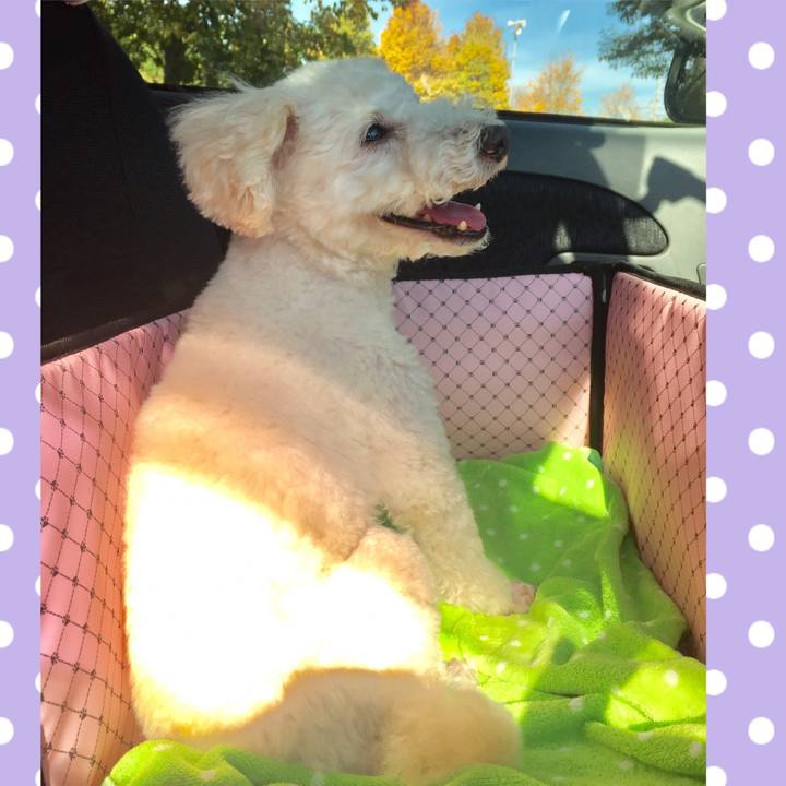 5c49e95c aae9 4fe5 8f96 1a08c682ed90 1511876909838