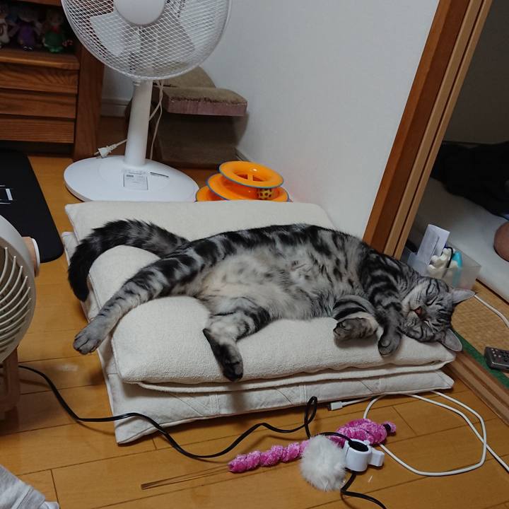 5c4b121d 391d 400c 8254 5a67336c62a3 1559566499734