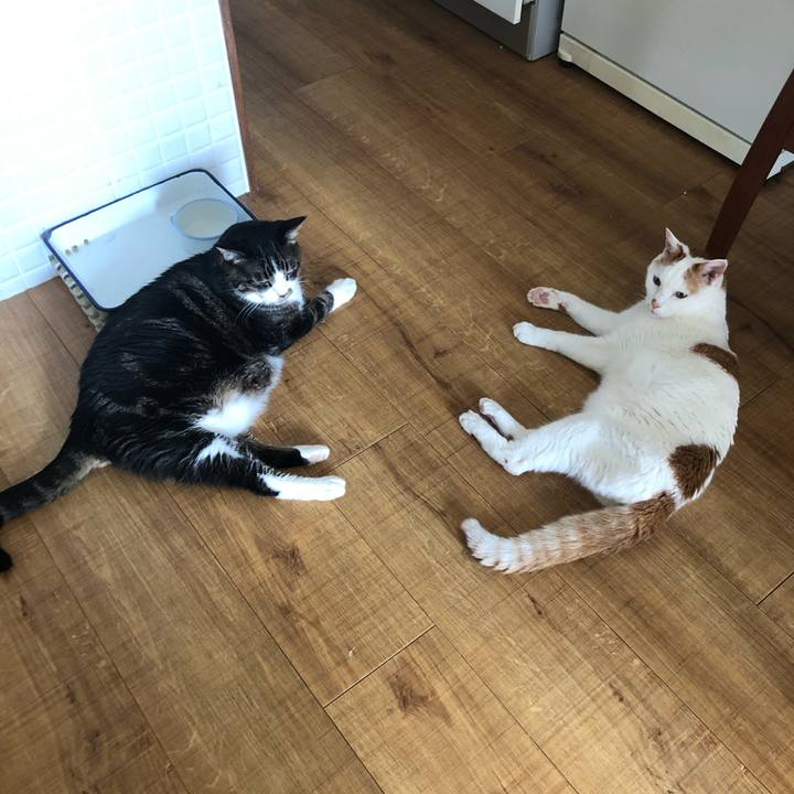 5c4b6ca7 c93c 4825 8afc a1638517d458 1692404485528