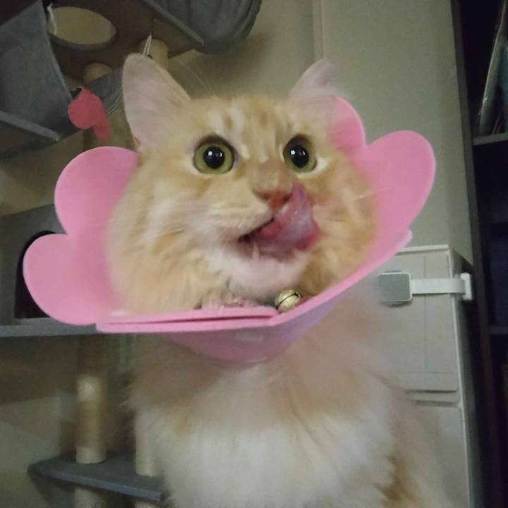 5c4ce6c6 ee44 4bc2 b768 eaf647231dc5 1688556173457