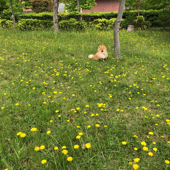 5c4de863 a0d9 4bb1 9a31 dec4f919729f 1560133408303