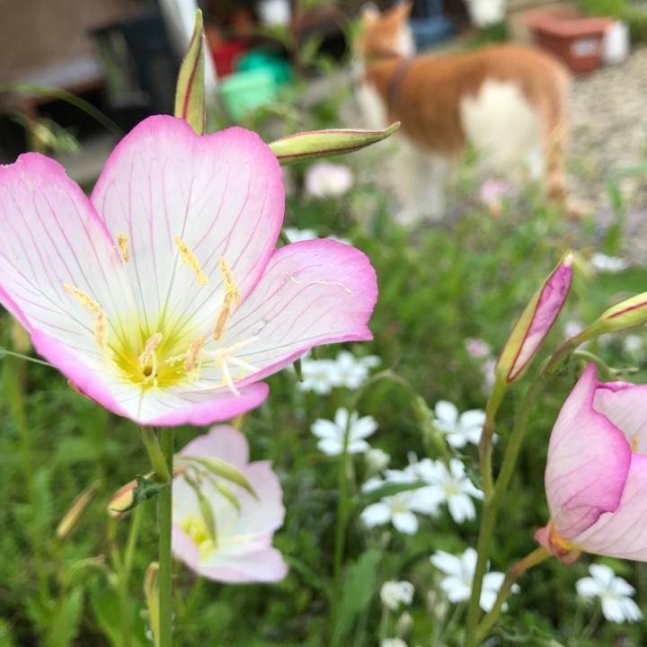 5c4df9aa e5d0 416c 99c1 594e98d77efb 1526965709786