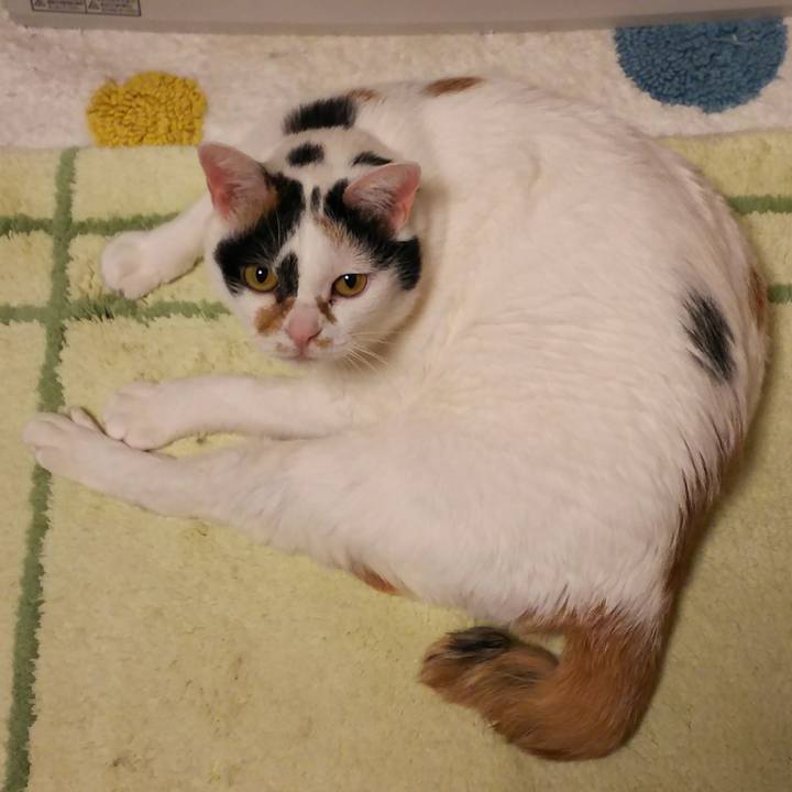 5c4e3898 84cb 4804 b4dc e310dcb9e20f 1518866703599