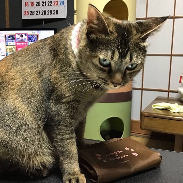 5c500d28 df69 40a4 88e5 851650e40334 1664441396947