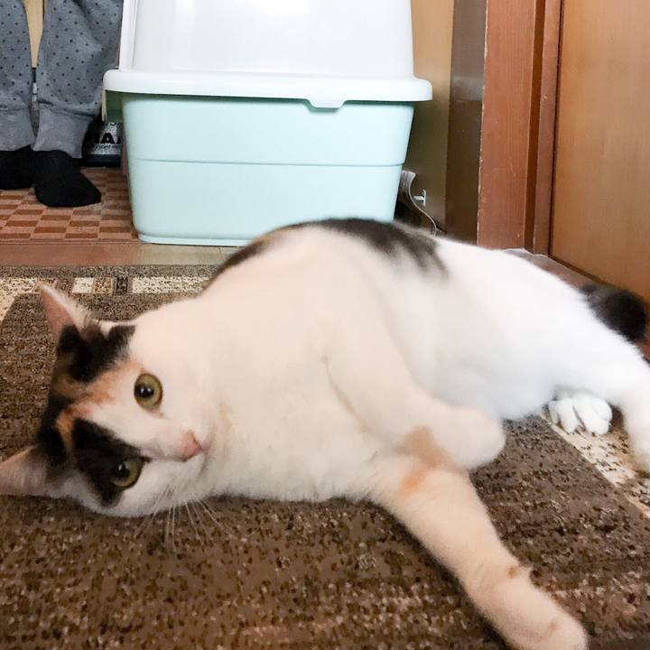 5c51eb56 f38d 4d30 a567 4855bef92536 1522852621546