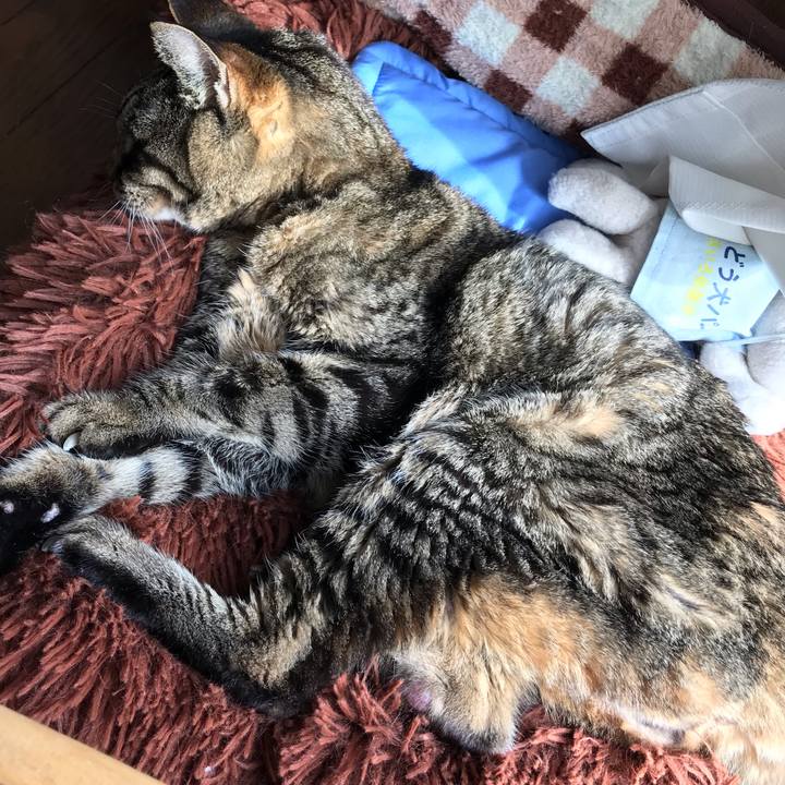 5c5236ff c854 4441 b5c7 56edb7253a14 1543727903896