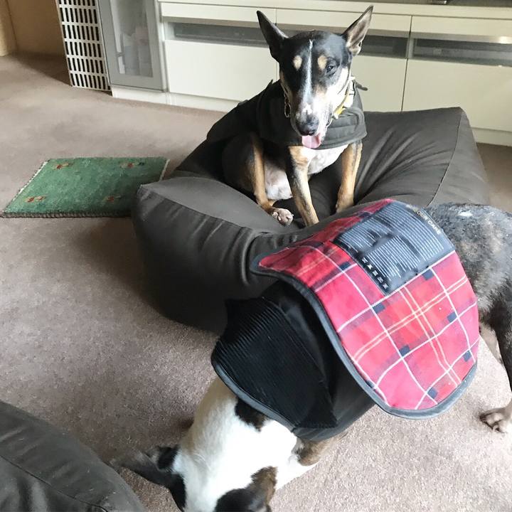 5c523fc1 9966 4077 b274 8ed3cea13244 1517990709283