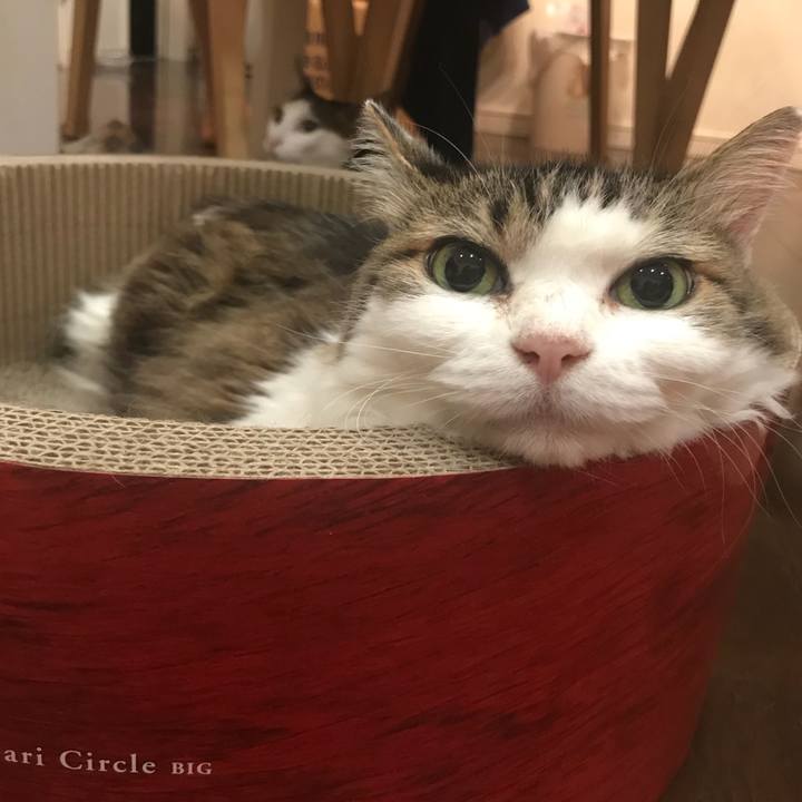 5c5555ab 51f6 42fc a21e 62bd98cf1621 1530882134111