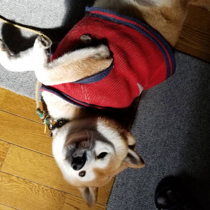 5c55a3c4 fdc6 4e78 b22d db33538f8cb3 1609902088840