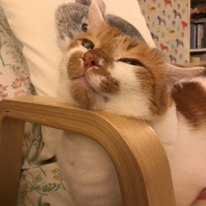 5c56758e 726f 49d7 913e 6c48233ffeca 1557570372872