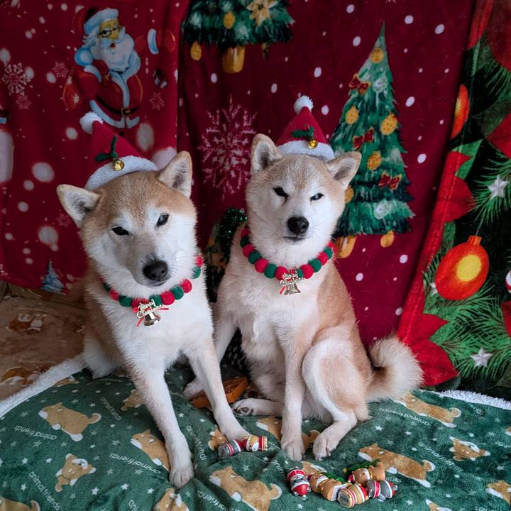 5c59fb11 ef76 4993 9b65 c837b1d20d86 1766547516039